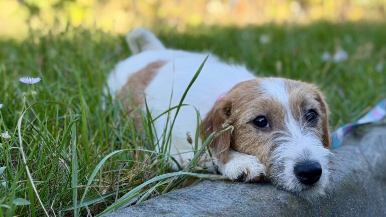 jack russell terrier