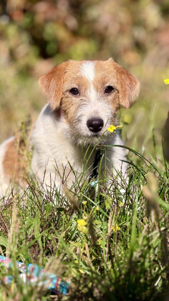 jack russell terrier