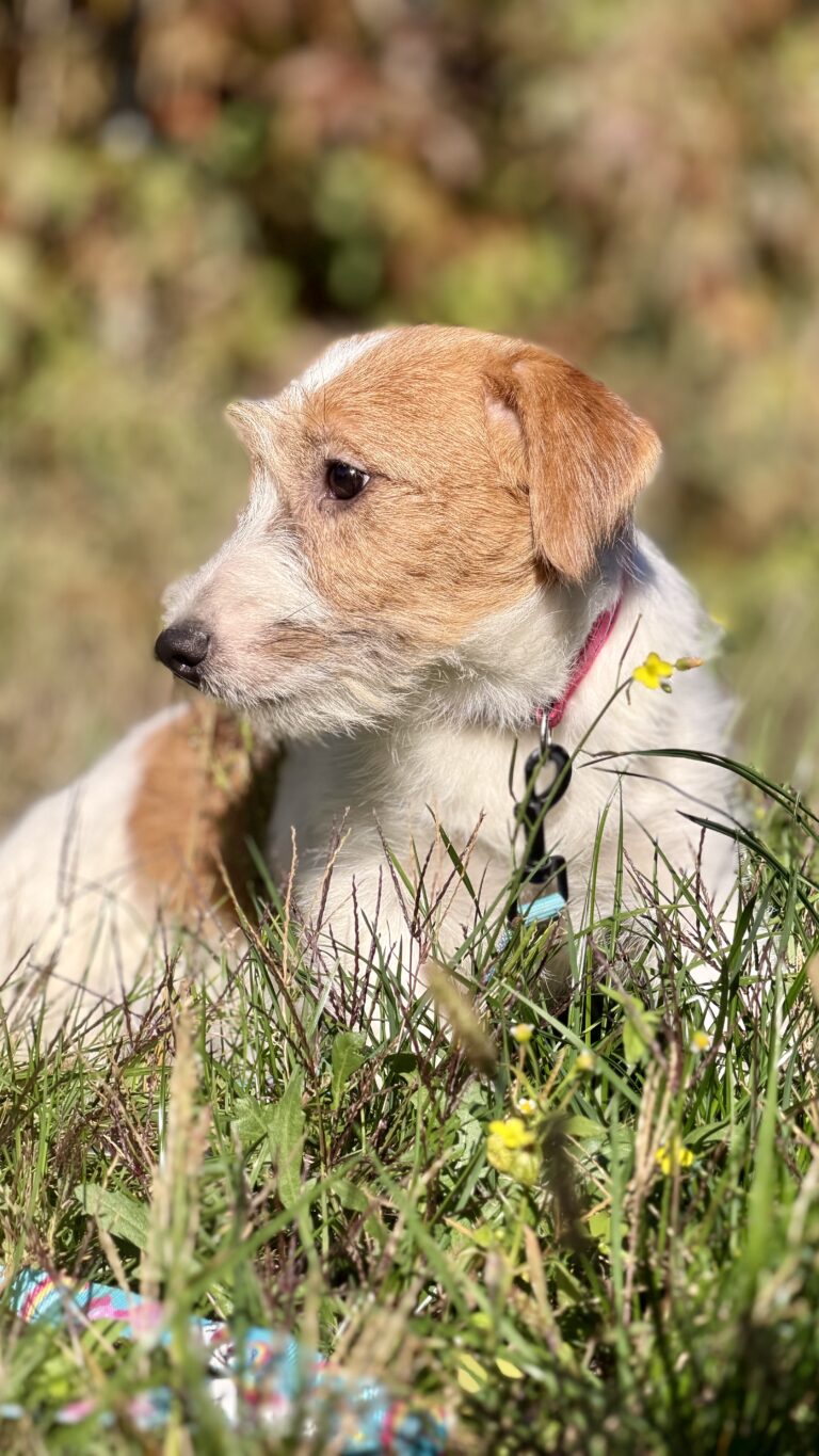 jack russell terrier