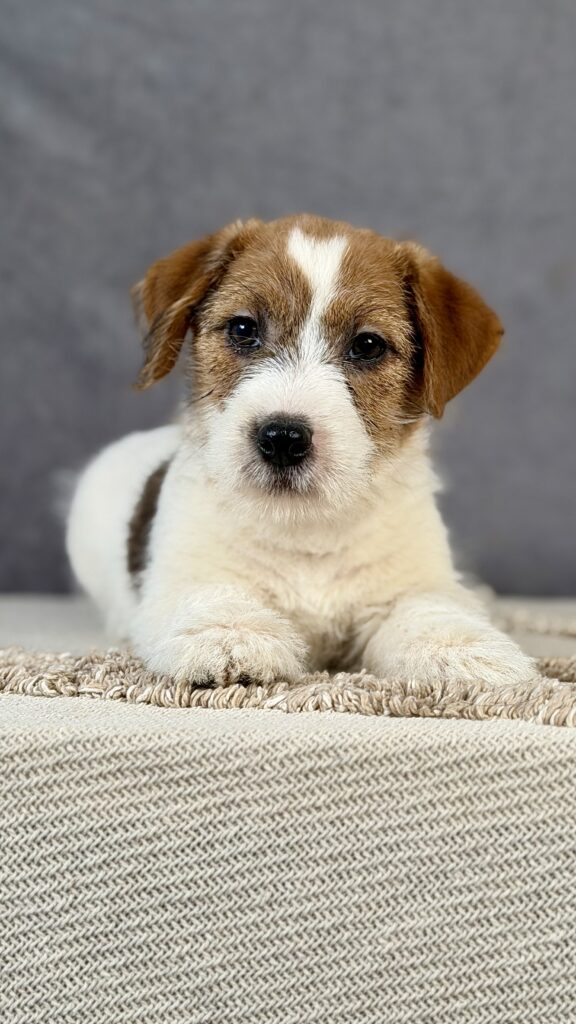 miot J – Jack Russell terrier szorstkowłosy