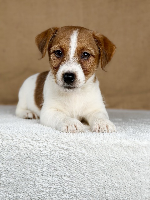 piesek jack russell terrier