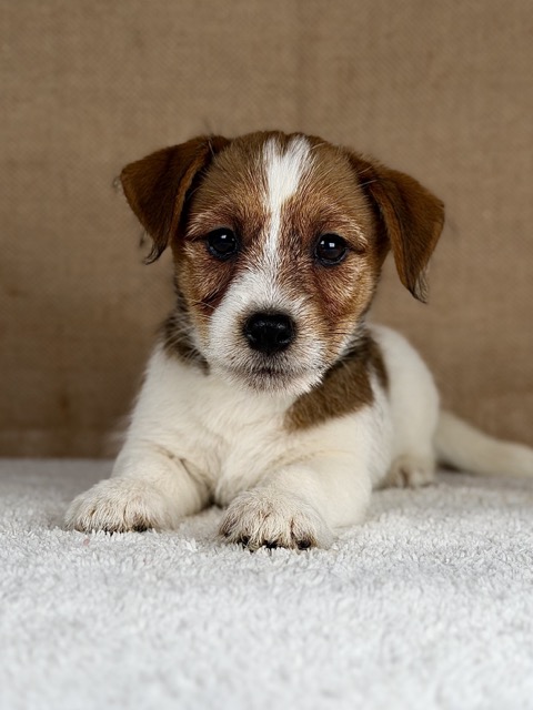 piesek jack russell terrier