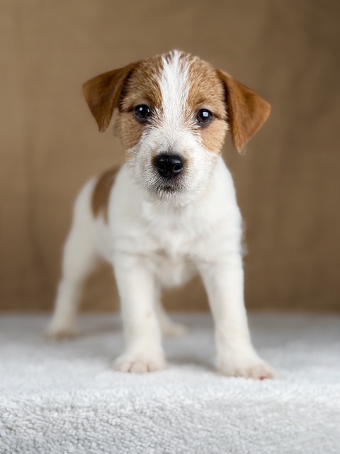 piesek jack russell terrier