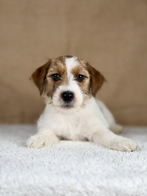 piesek jack russell terrier
