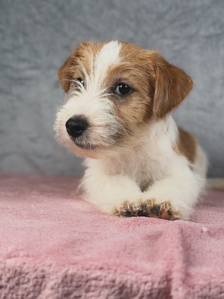 jack russell terrier szorstkowlosy