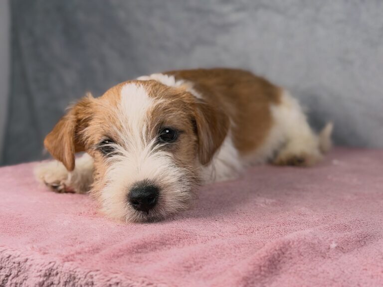 jack russell terrier szorstkowlosy