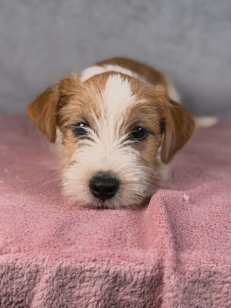 jack russell terrier szorstkowlosy
