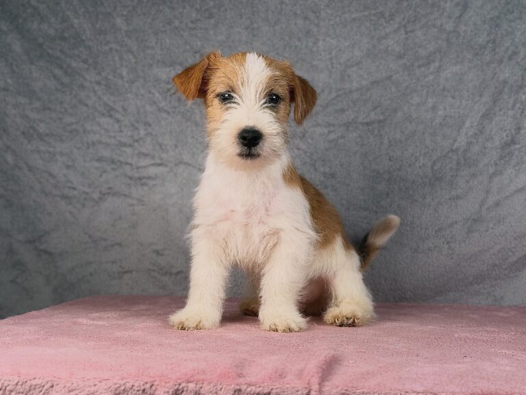 jack russell terrier szorstkowlosy