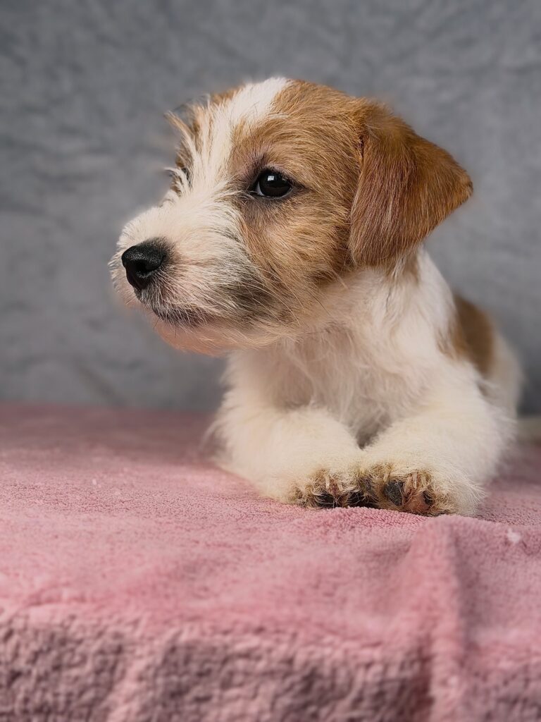 jack russell terrier szorstkowlosy