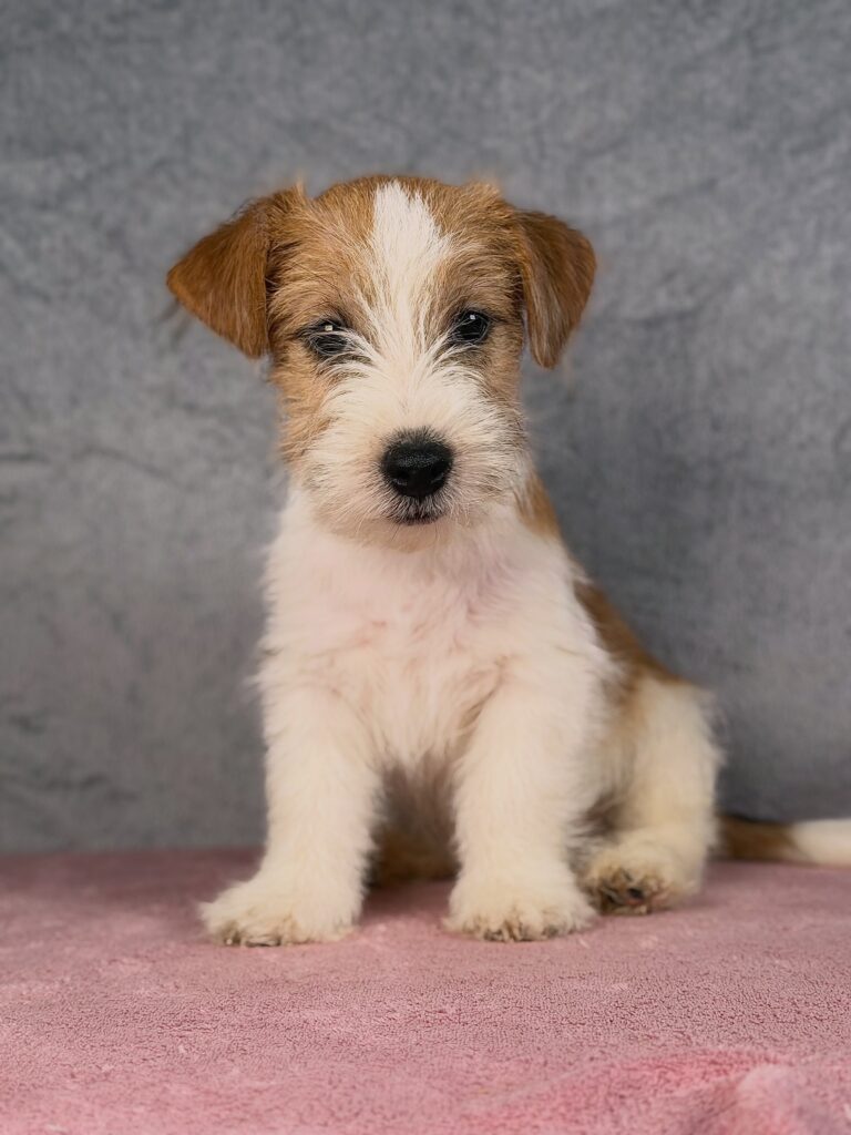 jack russell terrier szorstkowlosy