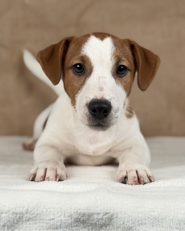 jack russell terrier