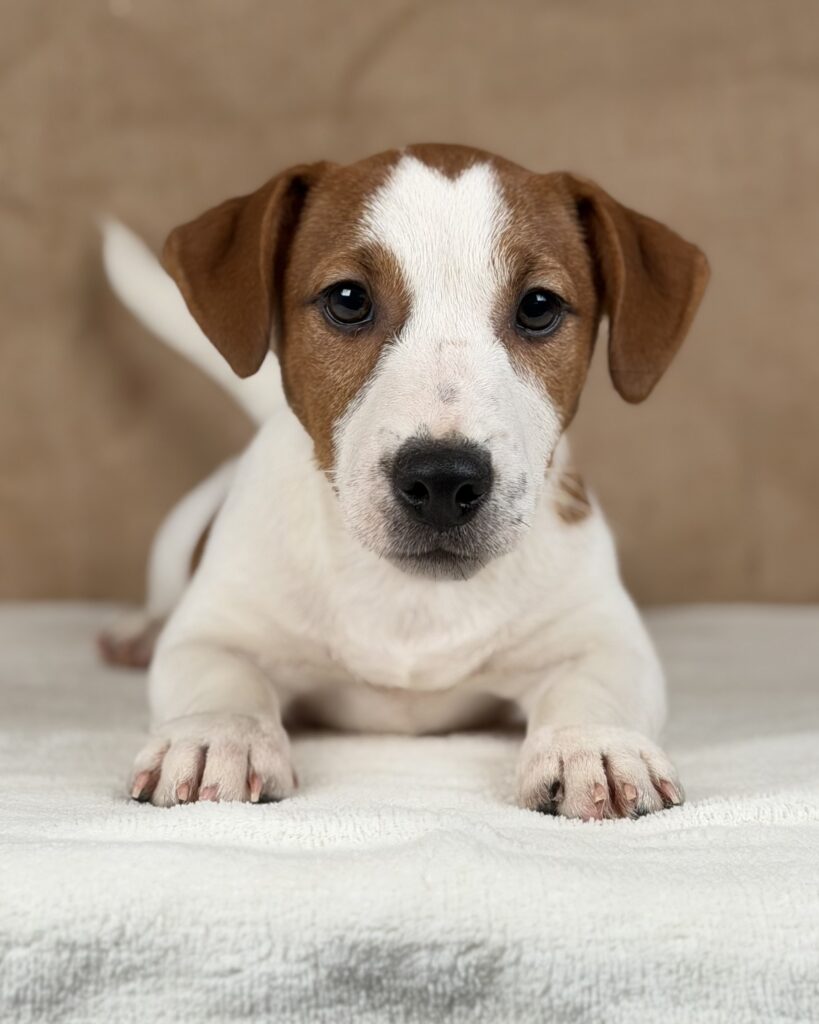 jack russell terrier