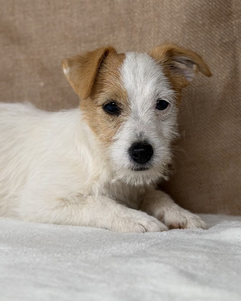 jack russell terrier