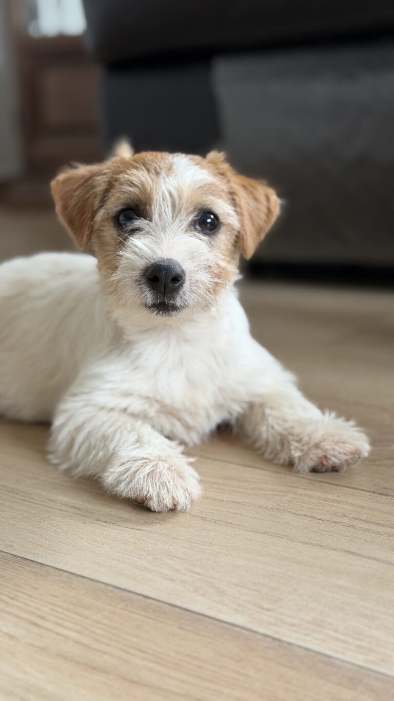 jack russell terrier