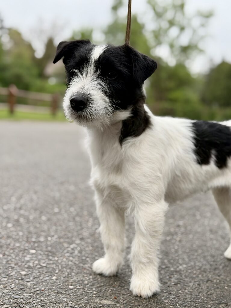 jack russell terrier biało-czarny