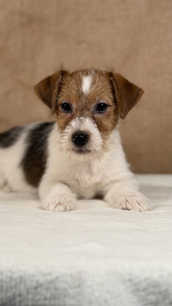jack russell terrier