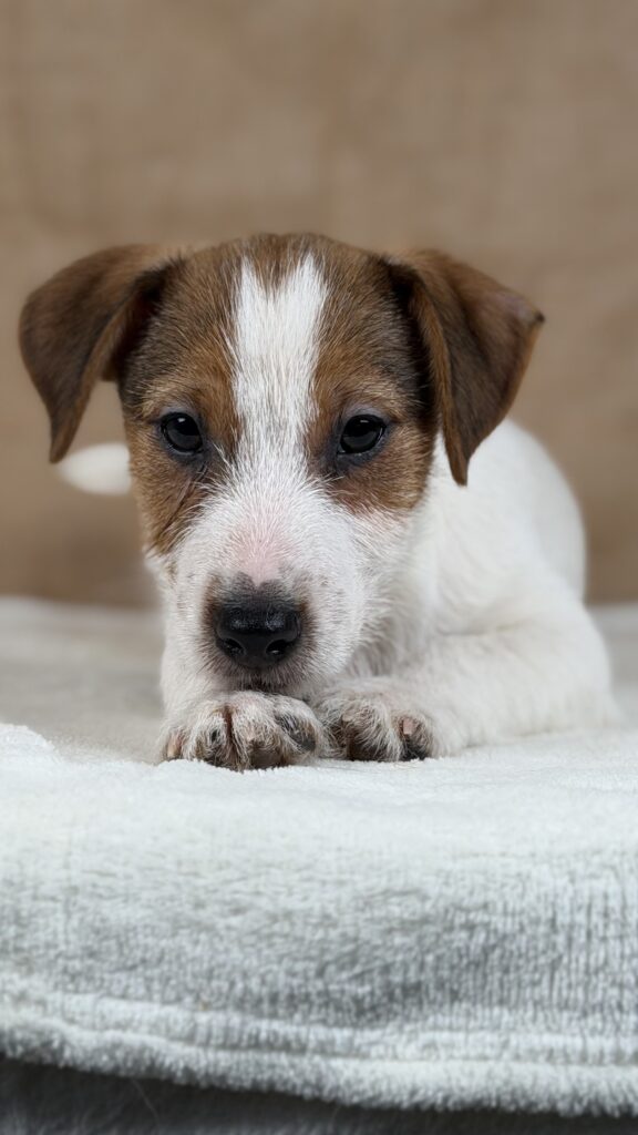jack russell terrier
