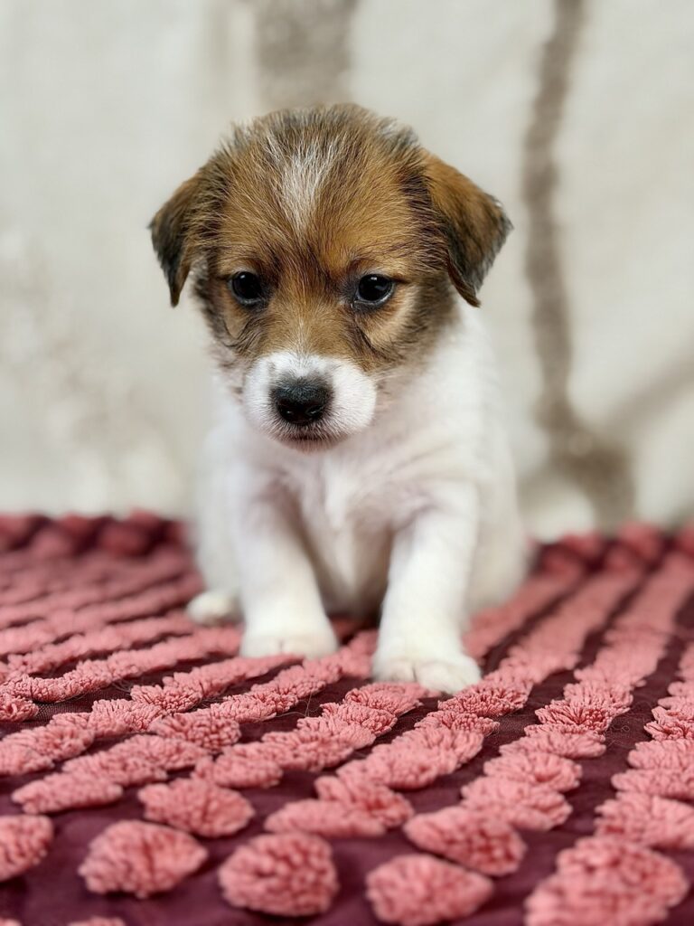 jack russell terrier szorstkowłosy