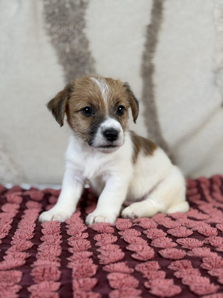 jack russell terrier szorstkowłosy
