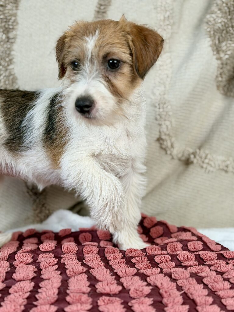 jack russell terrier