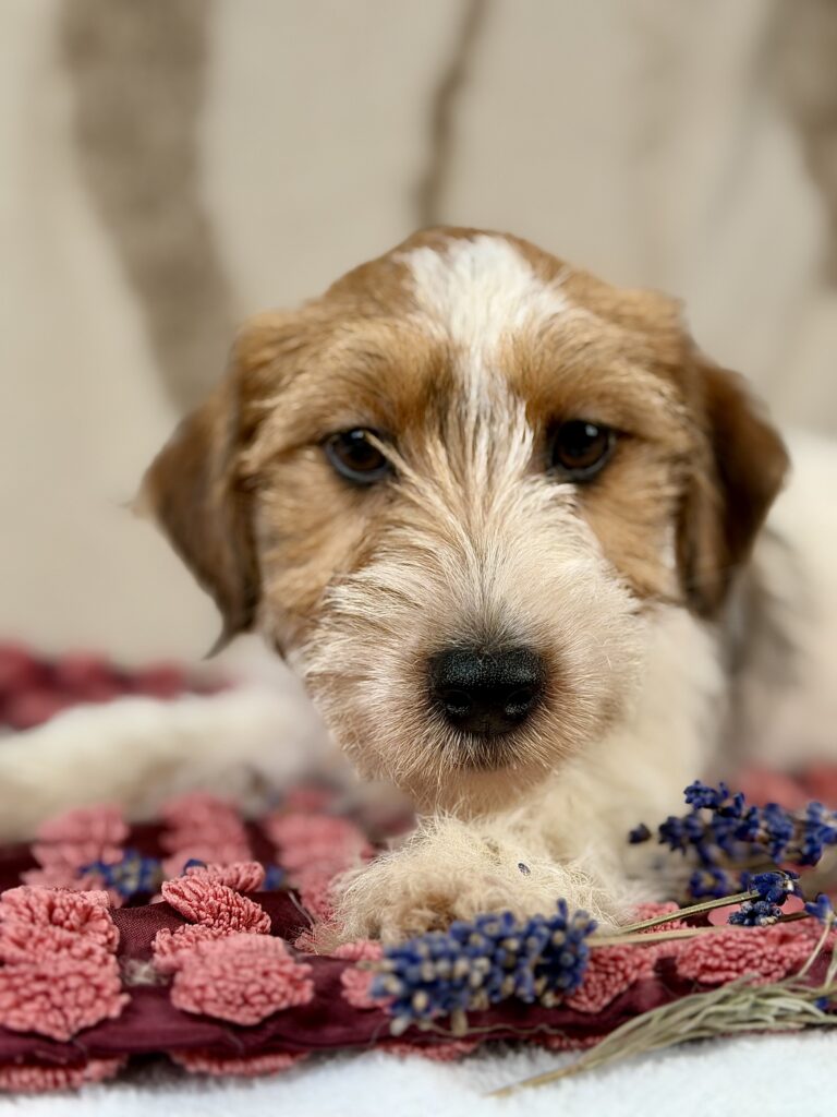 jack russell terrier