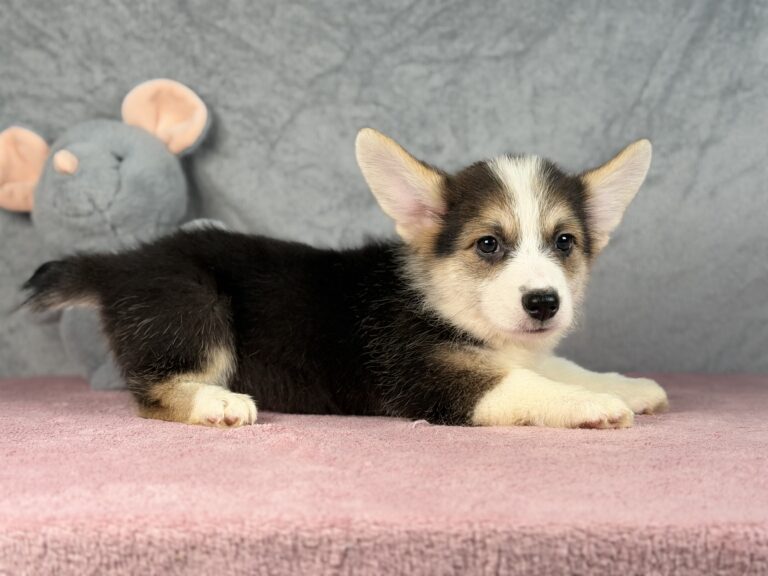 welsh corgi pembroke