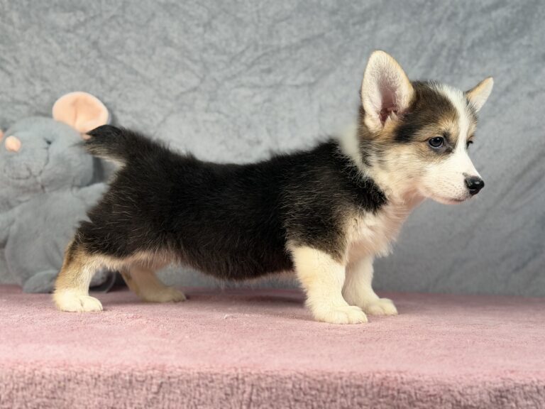 welsh corgi pembroke