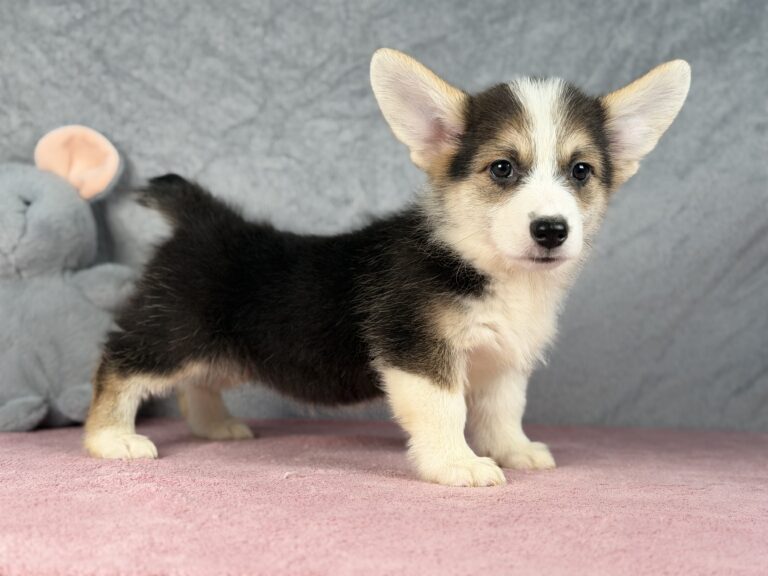 welsh corgi pembroke