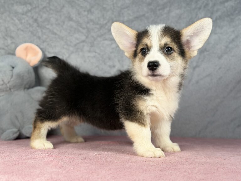 welsh corgi pembroke