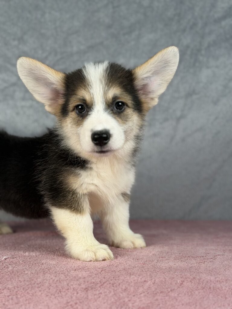 welsh corgi pembroke
