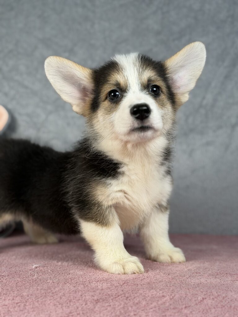 welsh corgi pembroke