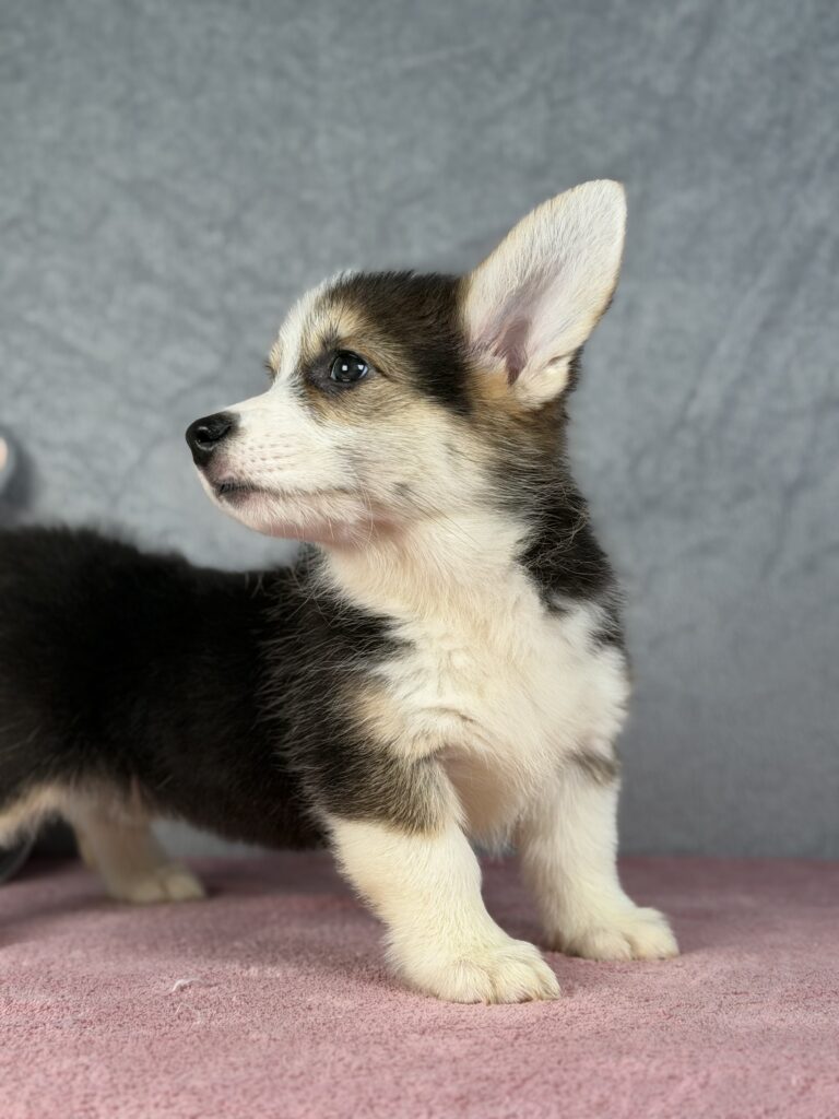 welsh corgi pembroke
