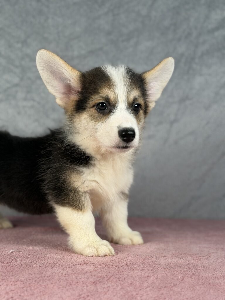 welsh corgi pembroke