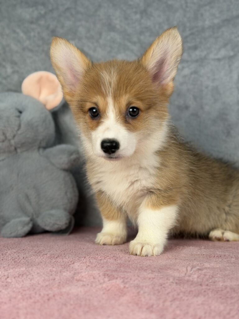 welsh corgi pembroke