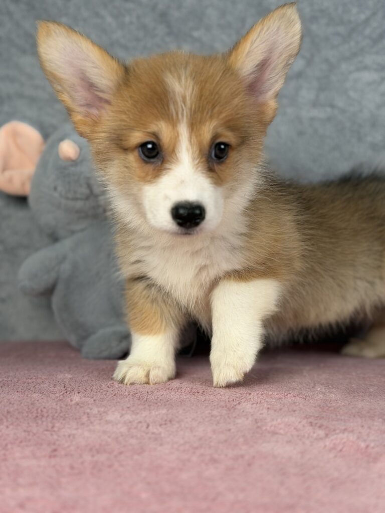 welsh corgi pembroke