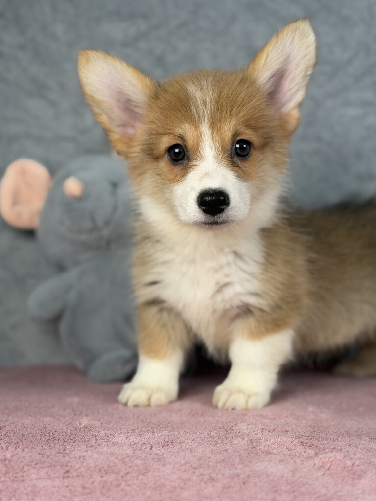 welsh corgi pembroke