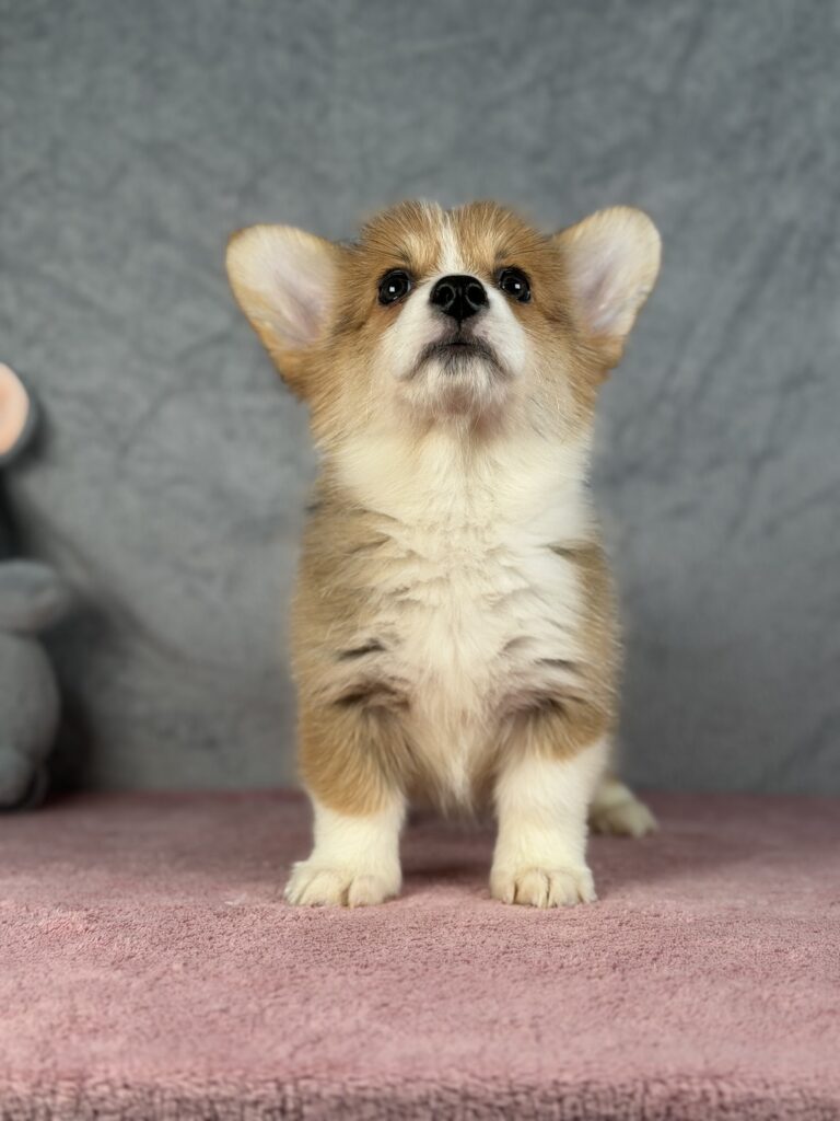 welsh corgi pembroke