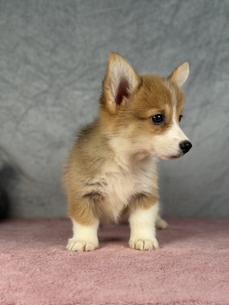 welsh corgi pembroke