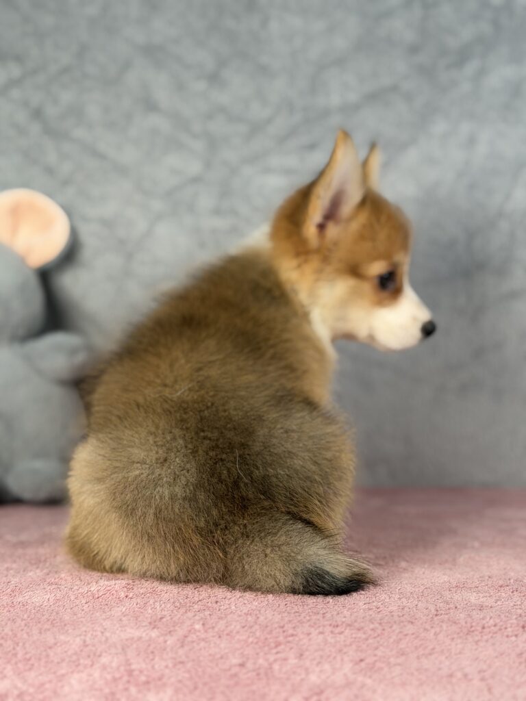 welsh corgi pembroke
