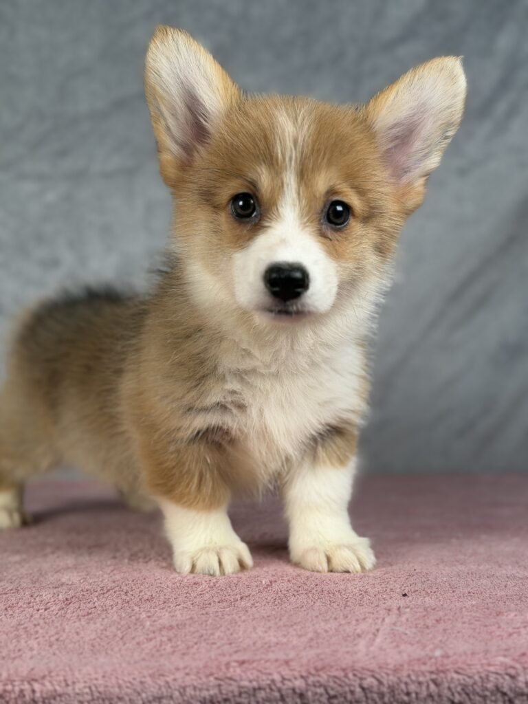 welsh corgi pembroke