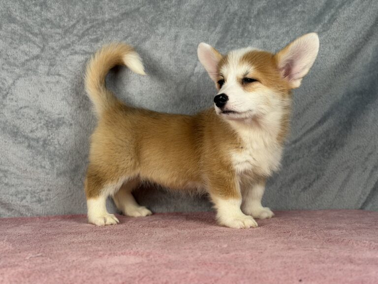 welsh corgi pembroke