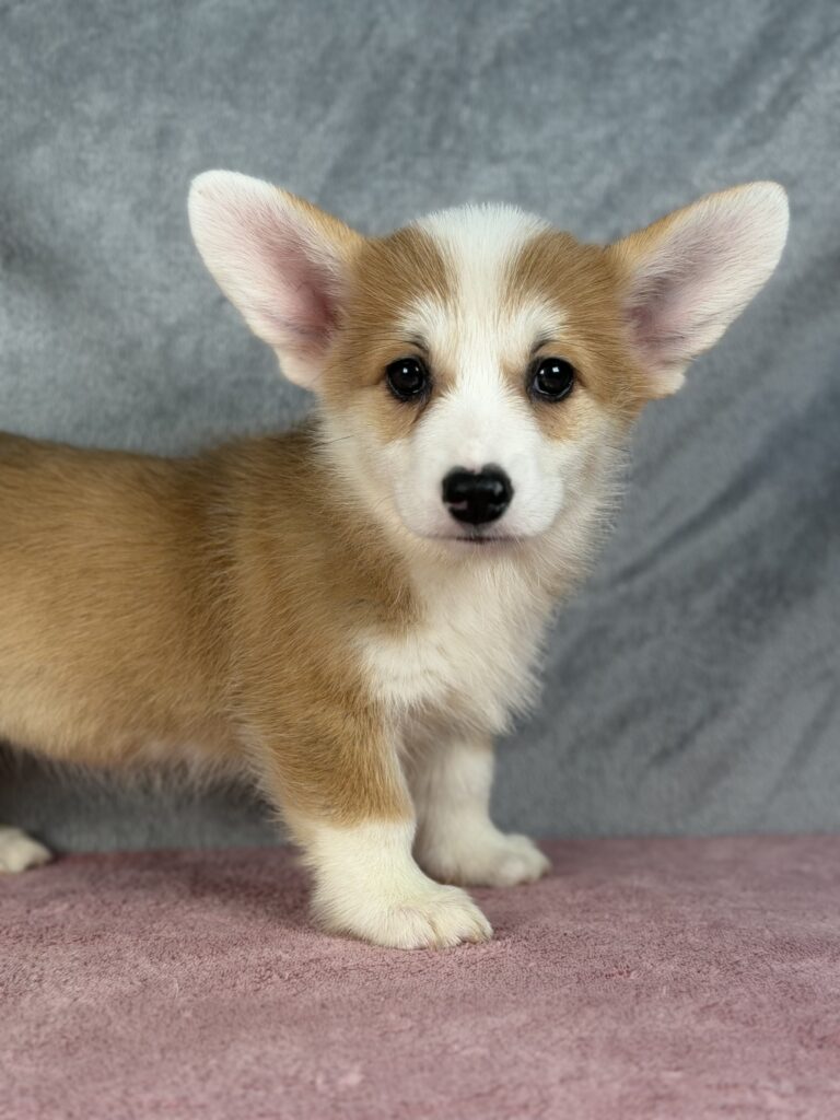 welsh corgi pembroke