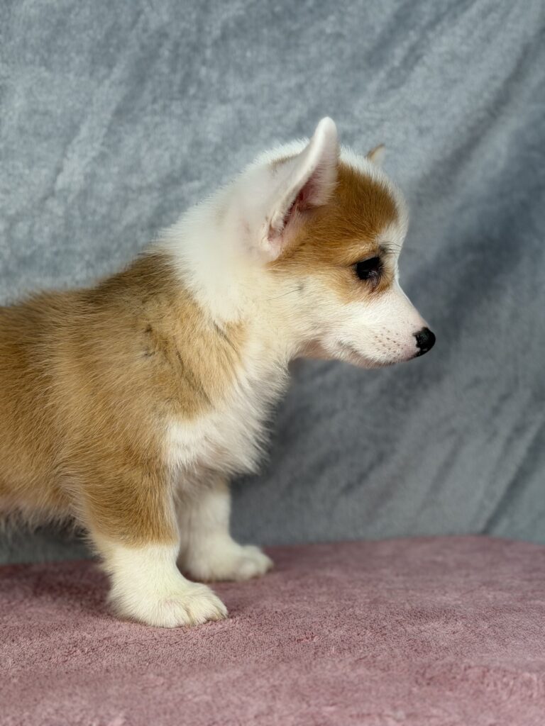 welsh corgi pembroke