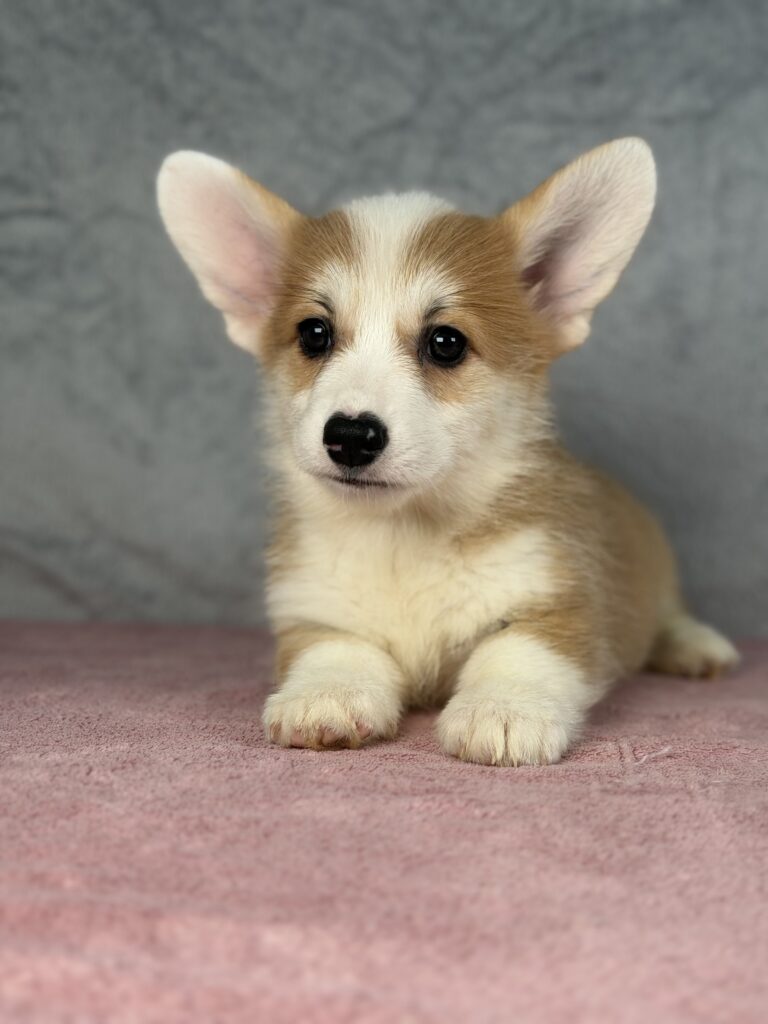 welsh corgi pembroke