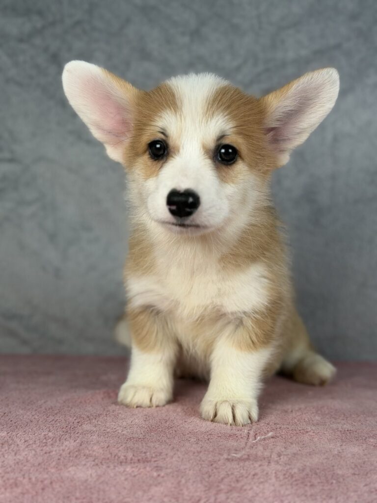 welsh corgi pembroke