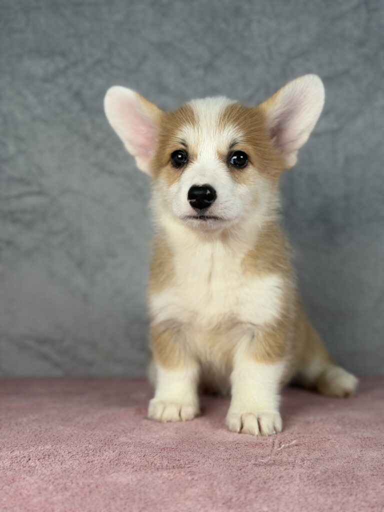 welsh corgi pembroke