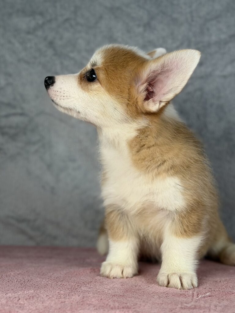 welsh corgi pembroke