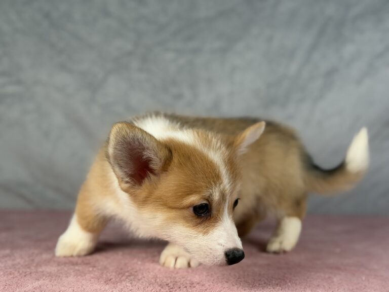 welsh corgi pembroke