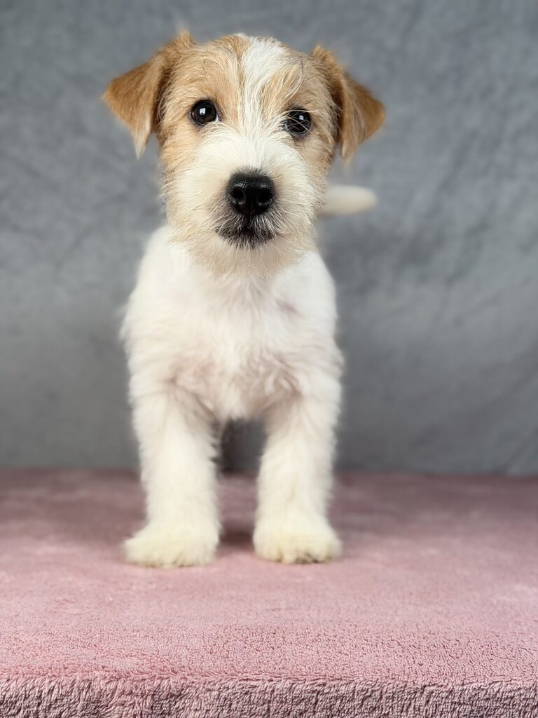 szczeniak jack russell t