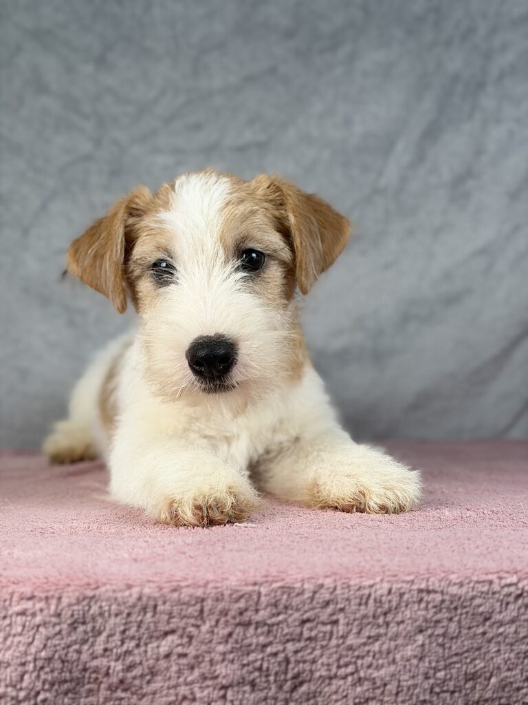 szczeniak jack russell t